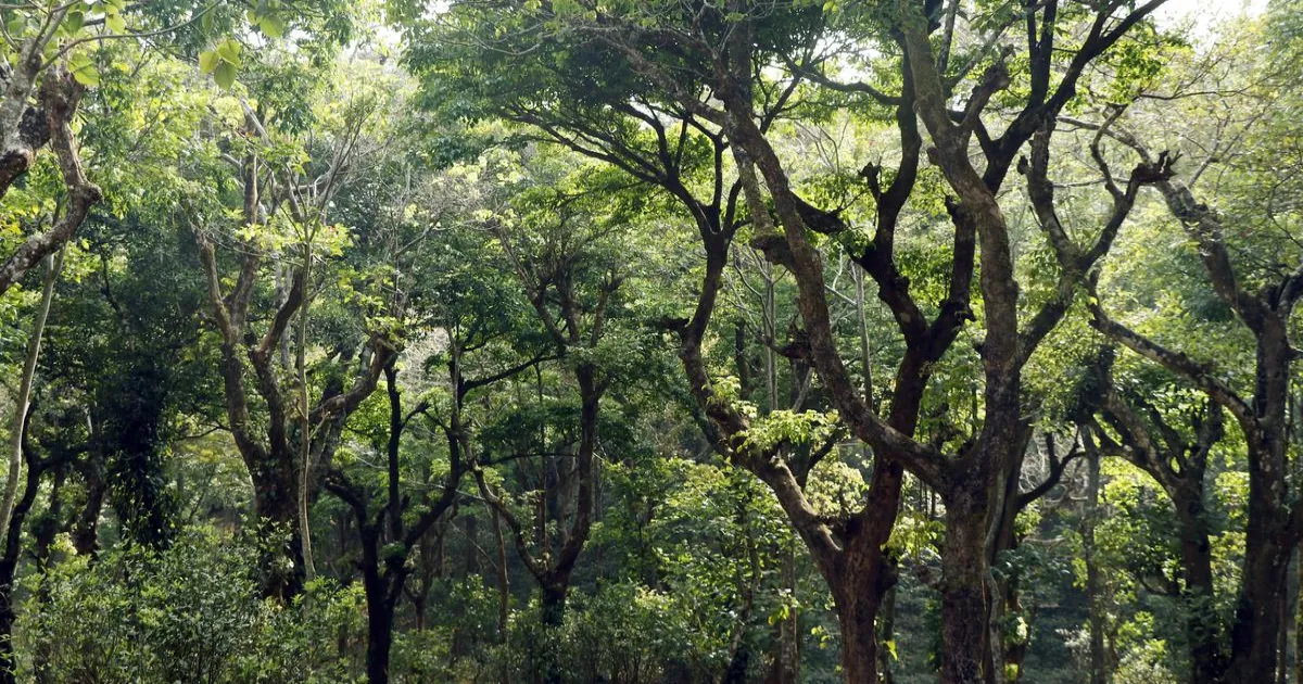 वन्यजीव अभयारण्यों में धार्मिक संरचनाओं पर सख्त नियमों की तैयारी, शीर्ष वन्यजीव संस्था ने बनाए दिशानिर्देश