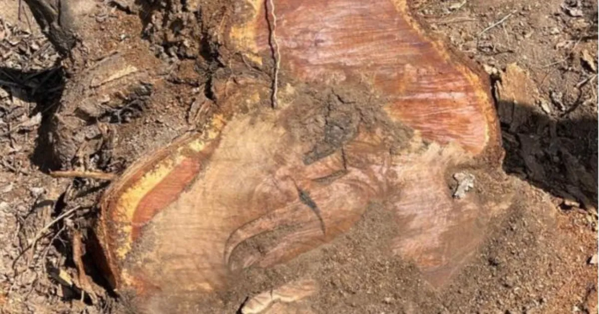 हरियाणा में खैर पेड़ कटाई विवाद: दो वरिष्ठ वन अधिकारी हटाए गए, नई जांच टीम का गठन