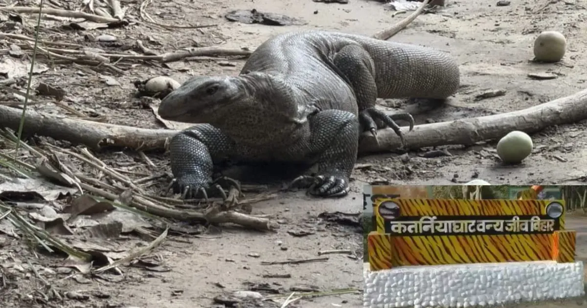 बहराइच में दिखा विशाल मॉनिटर लिजर्ड, तस्वीरें लेने उमड़े लोग