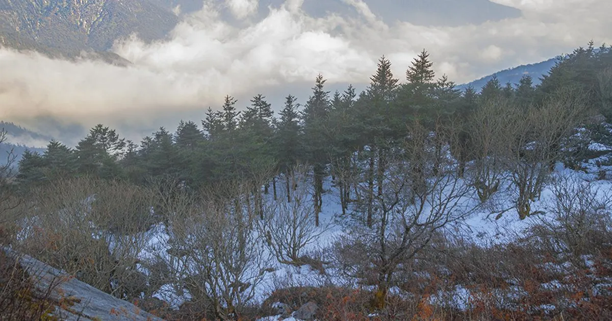 भारत-चीन सीमा के पास सिक्किम के पंगोलाखा वन्यजीव अभयारण्य में जंगल की आग जारी