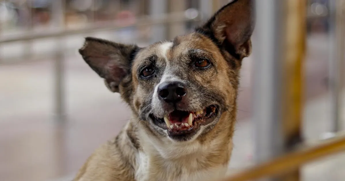 आवारा कुत्तों के मुद्दे पर मानवीय रुख अपनाए सुप्रीम कोर्ट, पशु अधिकार समूहों की अपील