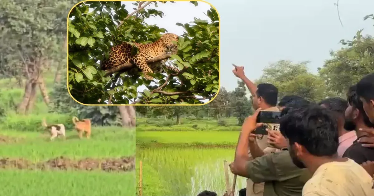 कुत्तों के हमले से डरी मादा तेंदुआ पेड़ पर चढ़ी, गोंदिया में तीन गांवों में अलर्ट जारी