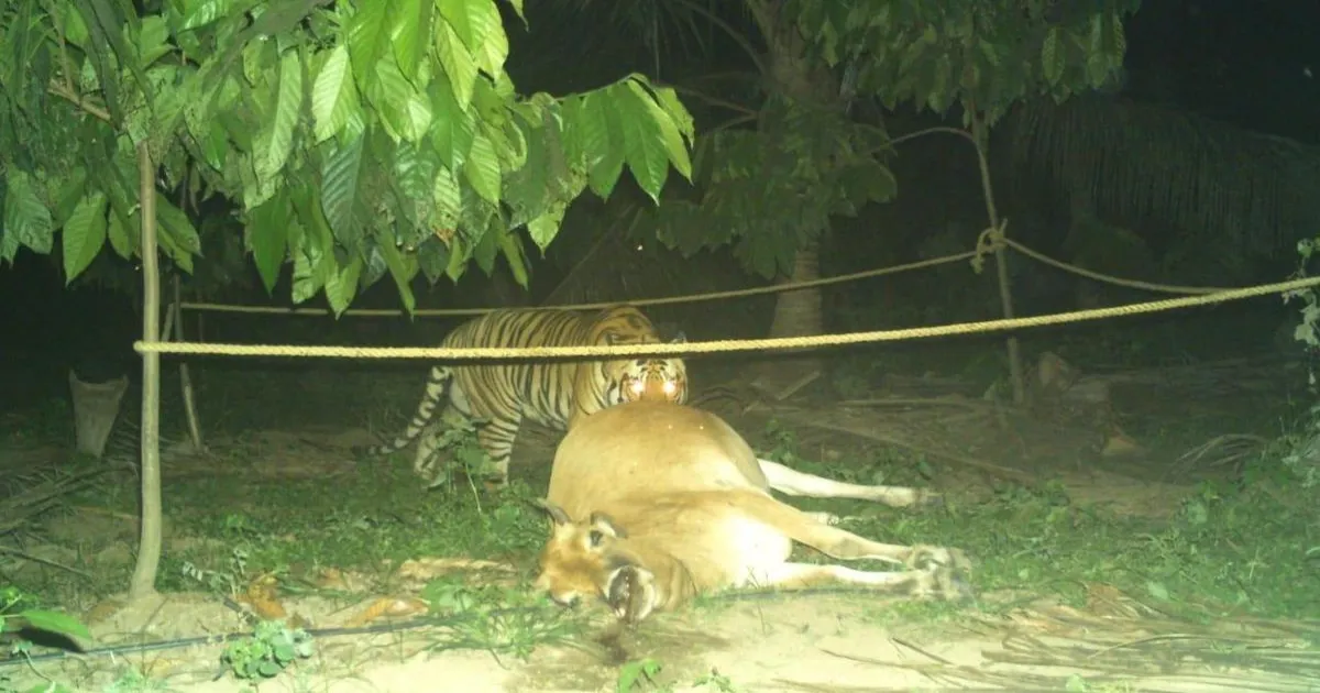 पापिकोंडालु राष्ट्रीय उद्यान के ईको-सेंसिटिव ज़ोन में लौटा बाघ, ग्रामीणों ने ली राहत की सांस