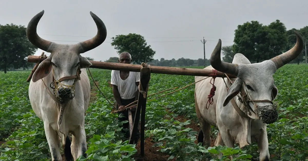भारत-अमेरिका व्यापार समझौते से कृषि निर्यात को मिलेगी मजबूती, किसानों के हित सुरक्षित: सरकार